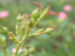 Closeup red leaf of rose bud flower plants with blurred background ,macro image pink young leaves in garden for card design