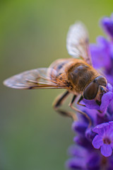 bee on flower