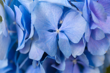 Blue Hydrangea background. Hortensia flowers surface. Close up photo.