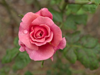 Closeup pink petals of garden rose flower plants with water drops and blurred background ,macro image ,sweet color for card design