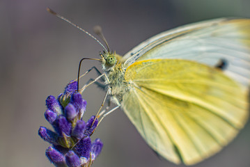 butterfly on flower