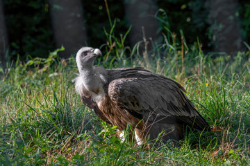Griffon Vulture In its natural environment. Gyps fulvus.