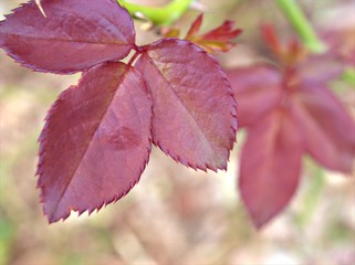 Closeup red leaf of rose flower plants with blurred background ,macro image pink young leaves in garden for card design