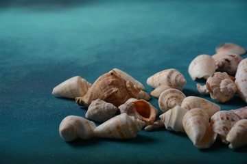Sea shells on a sea wave color background. Summer vacation concept. Space for the text.

