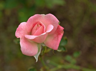 Closeup pink garden rose with blurred background ,macro image ,sweet color for card design 