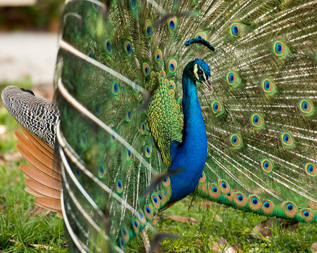 Peacock bird Stock Photos.  Peacock bird close-up profile view fold open fan. Train and head ornament.  Peacock bird, the beautiful colourful bird. Image. Picture. Portrait. Photo.