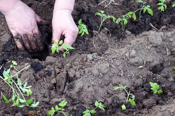  manual planting of tomato seedlings in a greenhouse