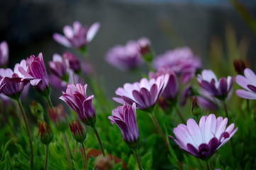Purple daisies (Dimorphotheca ecklonis) or cape marguerite