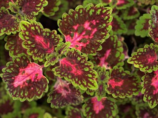 Closeup pink leaves of green Coleus plants , perennial herbs , shrubs leaf with macro image ,sweet color for card design ,blurred background
