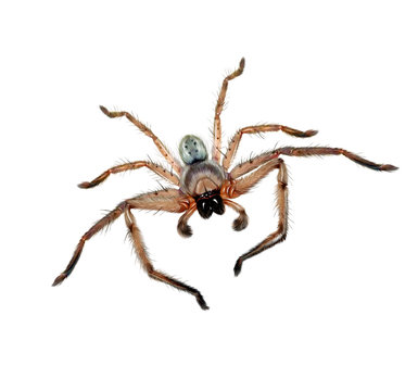Huntsman spider (Sparassidae)