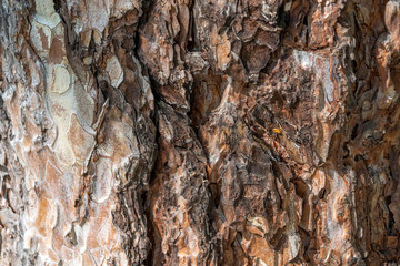 Wooden surface. Empty plank wooden wall texture background