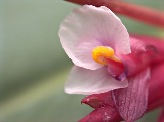 Closeup pink flower plants in garden with blurred background ,macro image , sweet color for card design