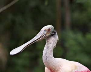 Obraz premium Roseate Spoonbill bird Stock Photos. Roseate Spoonbill bird head close-up profile view. Image. Portrait. Picture. Blur background.