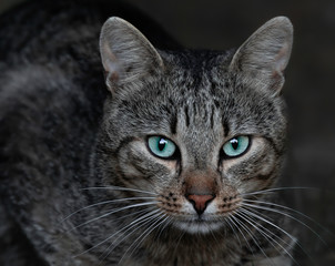 Gray cat with beautiful turquoise eyes. cСose up portrait of a cat.