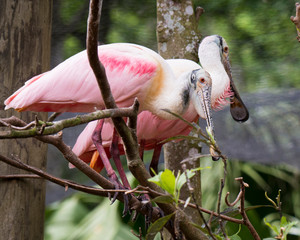 Roseate Spoonbill bird Stock Photos.  Roseate Spoonbill bird couple in courtship perched on a tree branch with a blur background and enjoying their habitat and environment. Love birds.