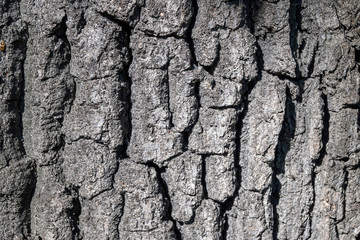 Wooden surface. Empty plank wooden wall texture background