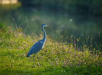 A Heron on the canal bank looking for food