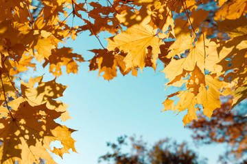 crown of the tree with yellow autumn maple leaves against the blue sky,