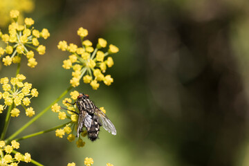 Insects from the forest up close