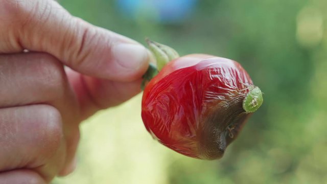 Rotten red tomato, tomato bed bug close up. Insects, vegetables