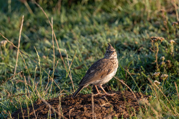 Fototapeta premium Crested Lark or Galerida Cristata outdoor in nature