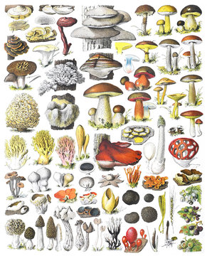 Mushroom and toadstool collection - vintage illustration from Adolphe Philippe Millot