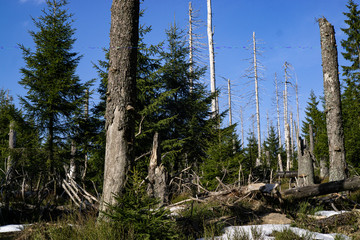 Borkenk&auml;fer-Sch&auml;den im Harz