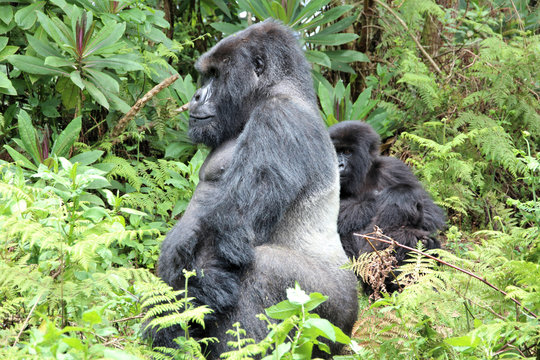 Silberr&uuml;cken in Ruanda
