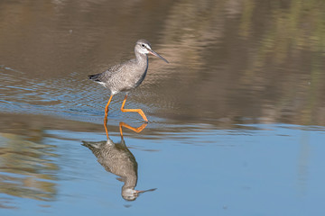 Spotted Redshank in water (Tringa erythropus)