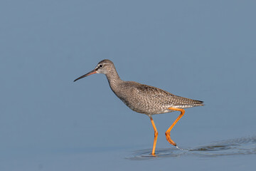 Spotted Redshank in water (Tringa erythropus)