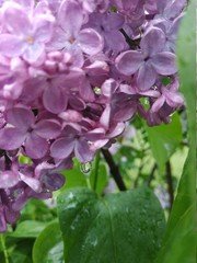 purple lilac flowers