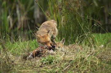 Red Fox, vulpes vulpes, Adults with a Kill, a Common Pheasant, Normandy