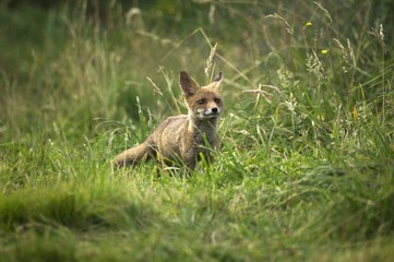 Red Fox, vulpes vulpes, Adult standing in Long Grass, Normandy