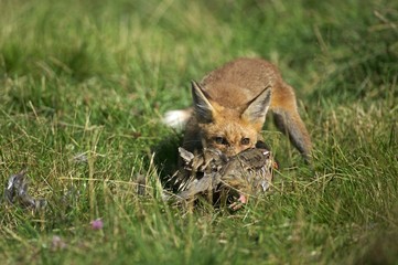 Red Fox, vulpes vulpes, Adult with a Kill, a Partridge, Normandy