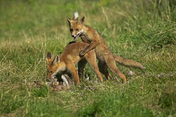 Red Fox, vulpes vulpes, Adults with a Kill, a Partridge, Excitement around the Prey, Normandy
