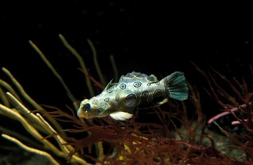 Obraz premium Spotted Mandarin Fish, synchiropus picturatus