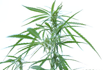 The marijuana plant and leave