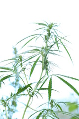 The marijuana plant and leave