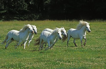 Obraz na płótnie Canvas Shteland Pony, Herd Galloping through Meadow
