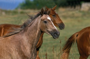 Arabian Horse, Herd standing in Meadow