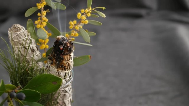 Dried white sage smudge stick, relaxation and aromatherapy. Smudging during psychic occult ceremony, herbal healing, yoga or aura cleaning. Essential incense for esoteric rituals and fortune telling.