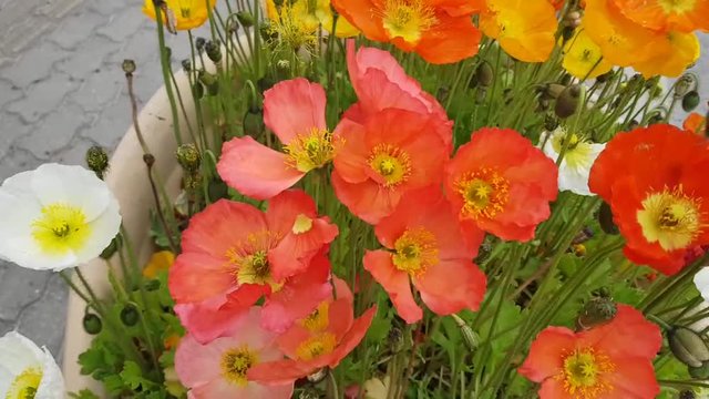 flowers swaying in the wind