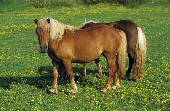 Shteland Pony, Horses in Meadow