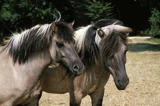 Tarpan Horses, equus caballus gmelini