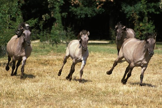 Tarpan Horses, equus caballus gmelini, Herd Galloping