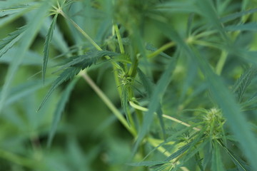 The marijuana plant and leave