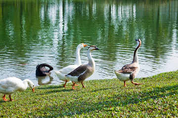 The goose on the lakeshore in the park
