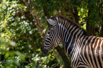 Fototapeta na wymiar A plains zebra (Equus burchelli) standing in grassland