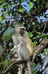 Vervet Monkey, cercopithecus aethiops, Adult standing on Branch, Kruger Park in South Africa