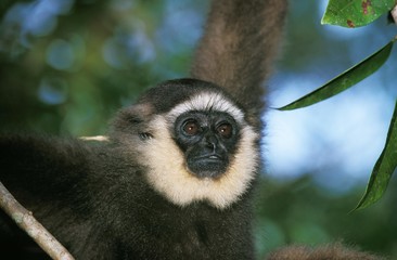 Muller's Gibbon, hylobates muelleri, Portrait of Adult
